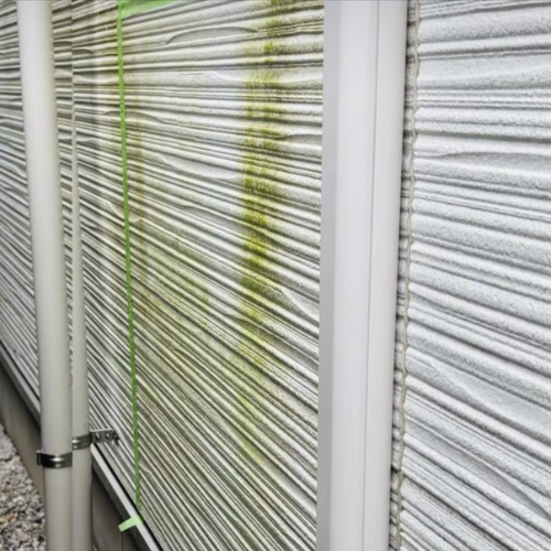 コケ汚れ - Before